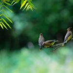 Beginner Tips for Backyard Birdwatching: Enjoy Nature at Home